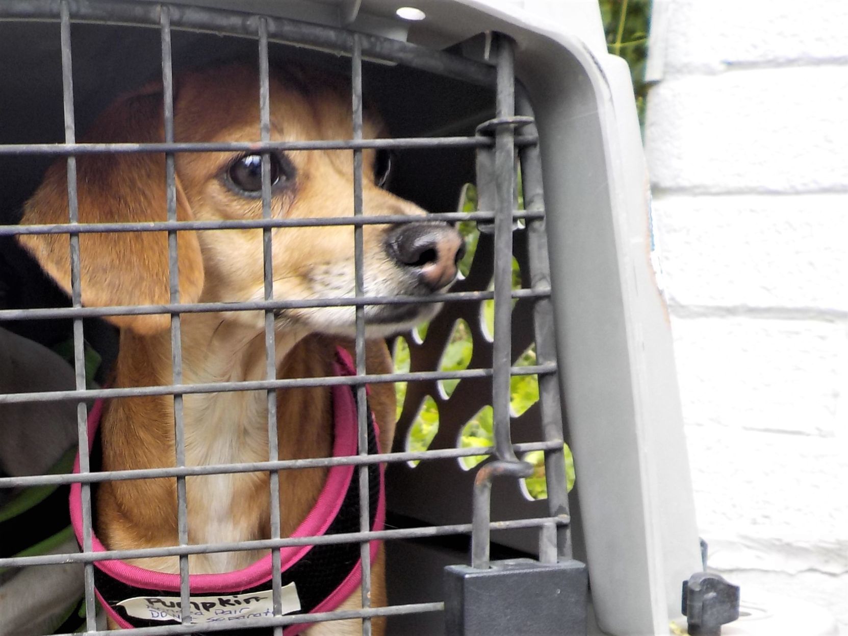 Rescue Dog